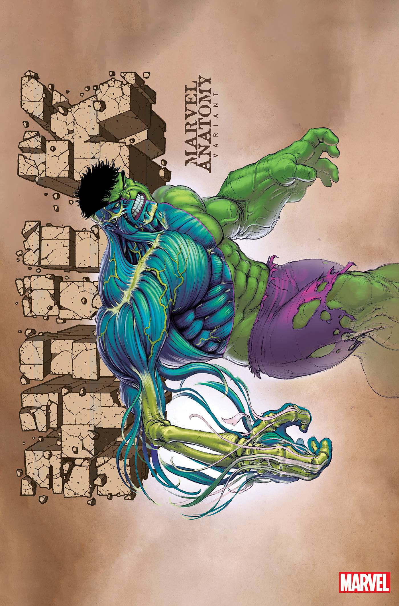 Marvel Comics:  HULK - #11 MARVEL ANATOMY LOBE VAR